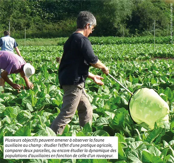 Auxiliaires de cultures : comment bien les observer ?