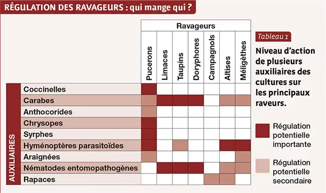 Régulation des ravageurs : qui mange qui ?