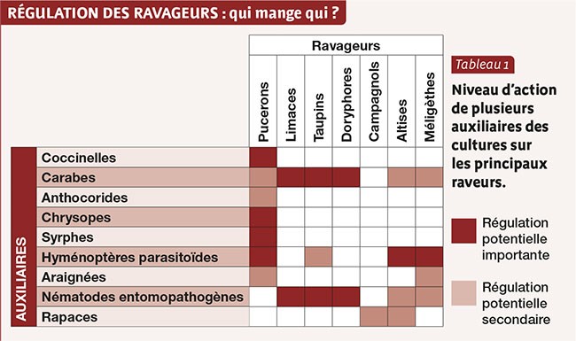 Régulation des ravageurs : qui mange qui ?