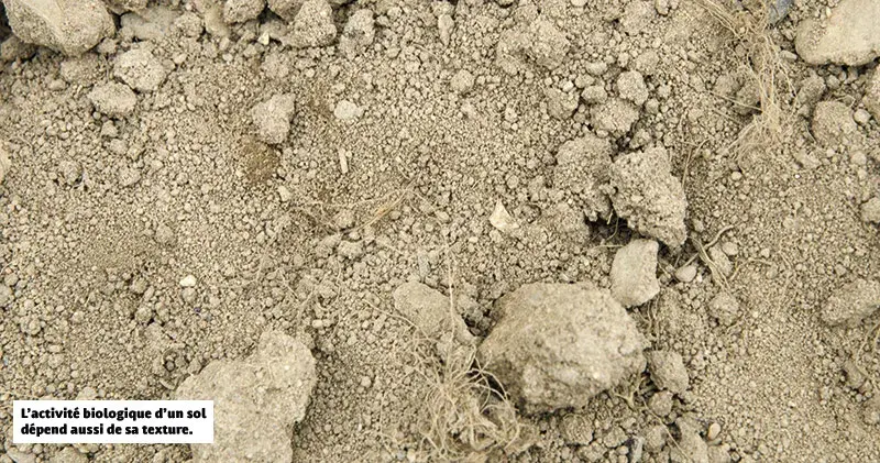 L’activité biologique d’un sol dépend aussi de sa texture.