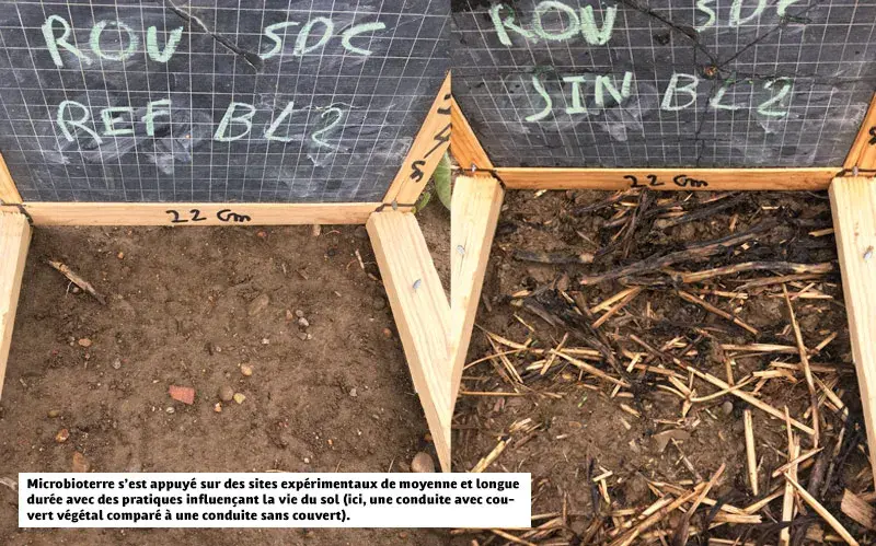 Microbioterre s’est appuyé sur des sites expérimentaux de moyenne et longue durée avec des pratiques influençant la vie du sol (ici, une conduite avec couvert végétal comparé à une conduite sans couvert).