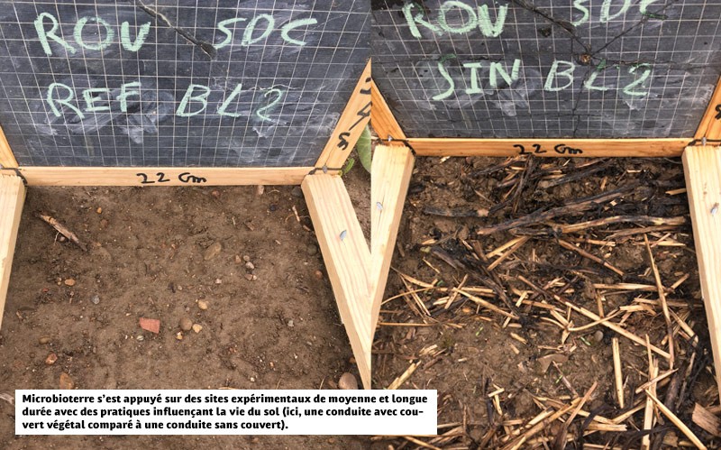 Microbioterre s’est appuyé sur des sites expérimentaux de moyenne et longue durée avec des pratiques influençant la vie du sol (ici, une conduite avec couvert végétal comparé à une conduite sans couvert).