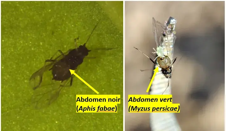Puceron noir et puceron vert ailé