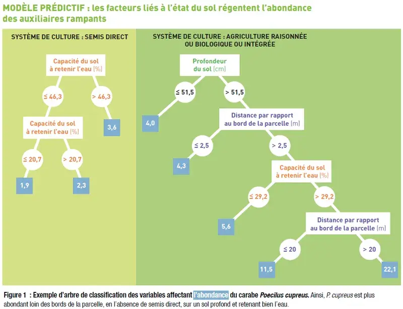 Les facteurs liés à l'état du sol régentent l'abondance des auxiliaires de culture