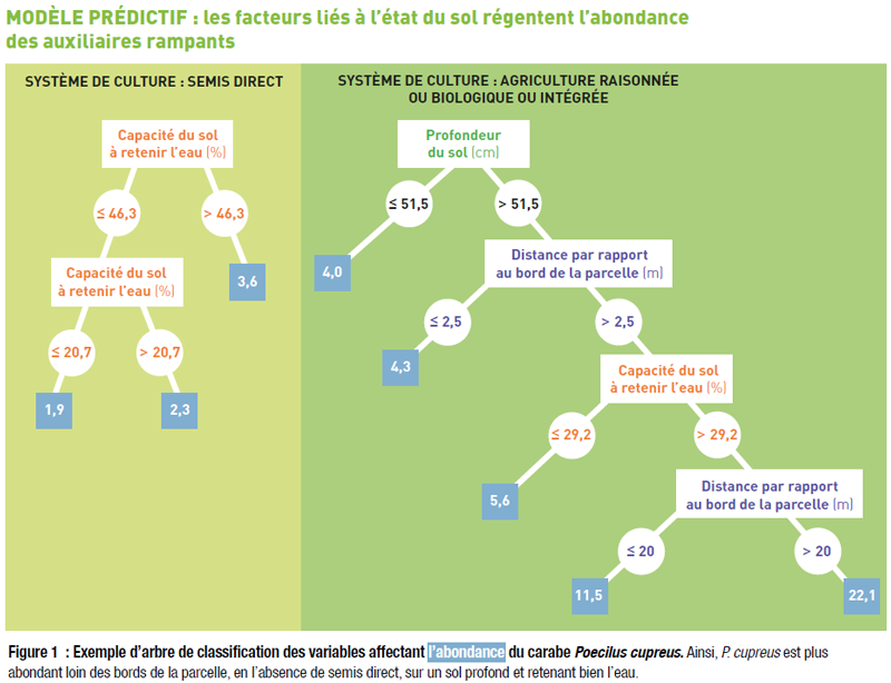 Les facteurs liés à l'état du sol régentent l'abondance des auxiliaires de culture