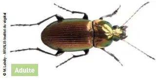 Exemple d'auxiliaire de culture : Carabe Poecilus cupreus