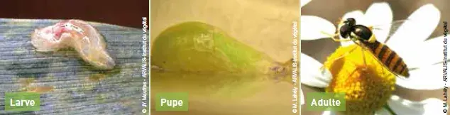 Cycle de la syrphe : Syrphe Sphaerophoria Scripta