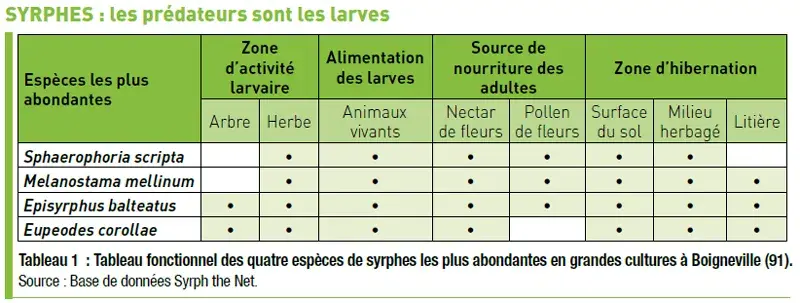 Exemple d'auxiliaire de culture : les syrphes, les prédateurs sont les larves