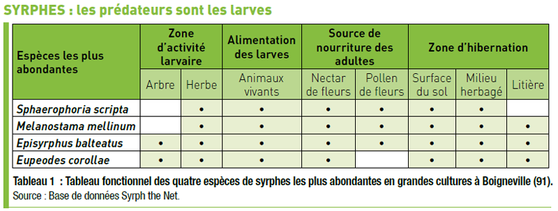 Exemple d'auxiliaire de culture : les syrphes, les prédateurs sont les larves