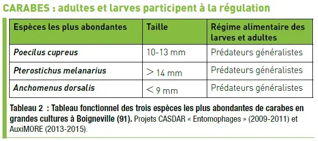 Exemple d'auxiliaire de culture : les carabes, adultes et larves participent à la régulation