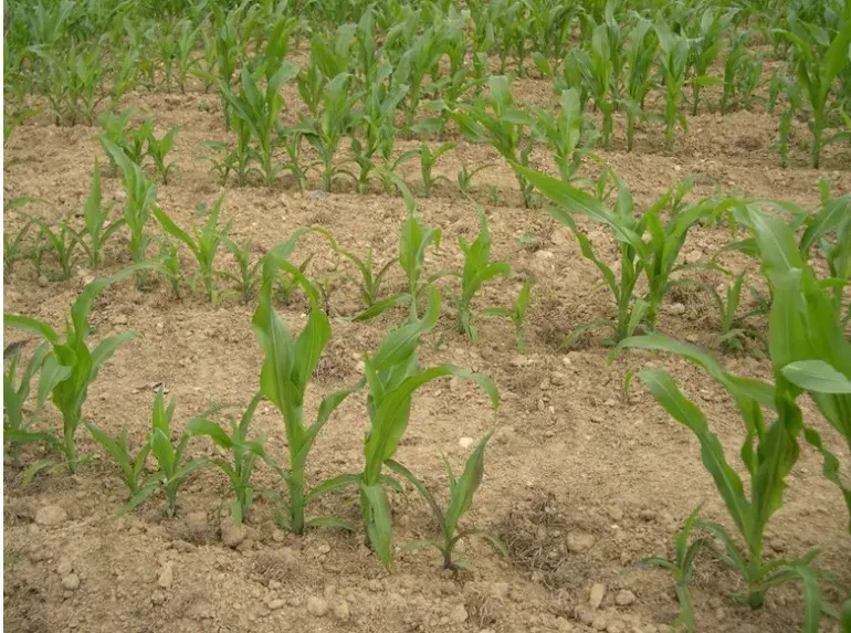 Type de sol semis maïs : la préparation du sol est une étape cruciale