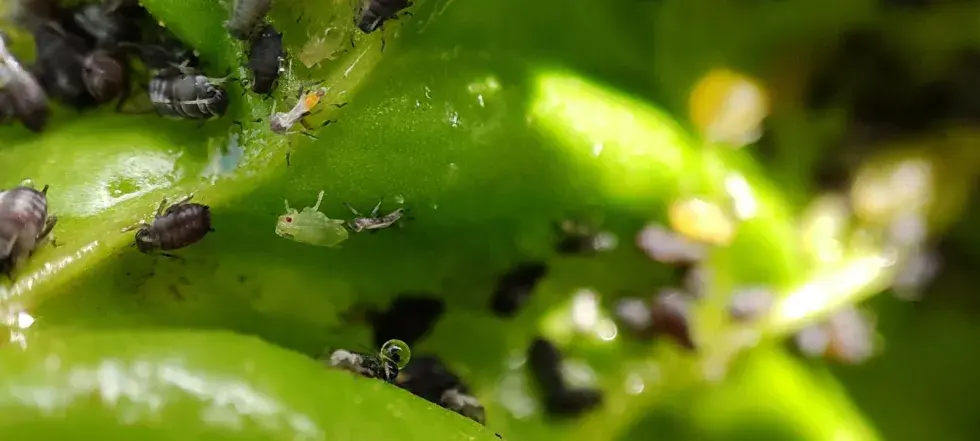 pucerons aptères, noirs et verts sur betterave