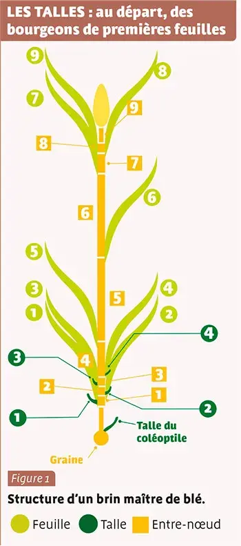LES TALLES : au départ, des bourgeons de premières feuilles
