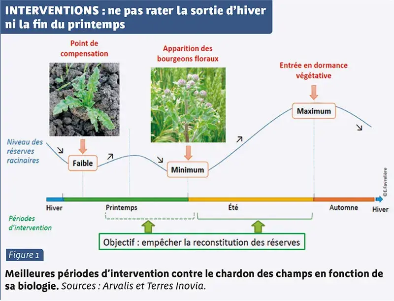 Lutter contre le chardon des champs : intervenir au bon moment à la sortie de l'hiver et la fin du printemps