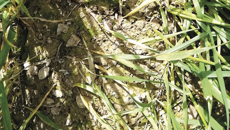 Le chaulage n’a pas conduit à une amélioration de la stabilité structurale du sol dans cet essai.