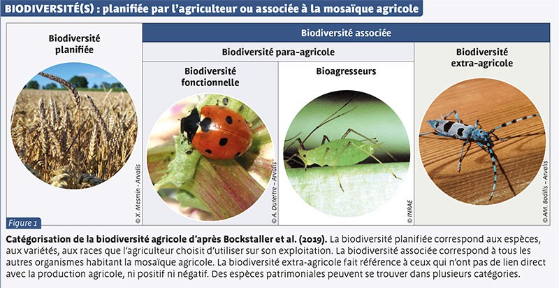 BIODIVERSITÉ(S) : planifiée par l’agriculteur ou associée à la mosaïque agricole