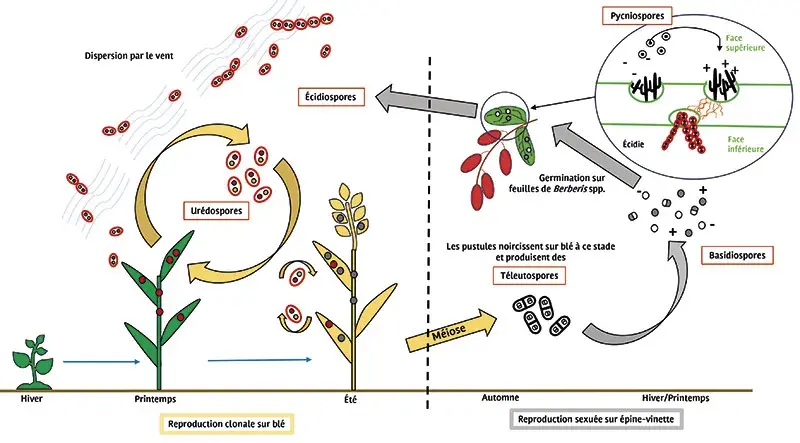 Cycle biologique de la rouille noire (Puccinia graminis f. sp. tritici) 