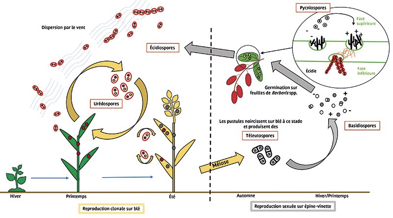 Cycle biologique de la rouille noire (Puccinia graminis f. sp. tritici) 