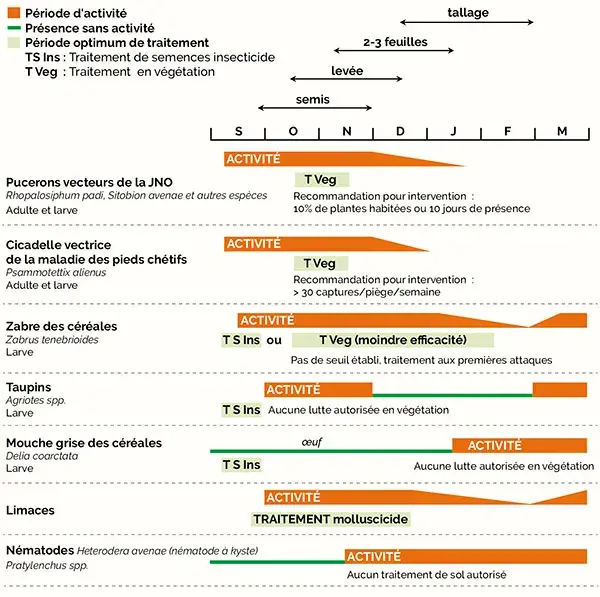 ravageurs : La majorité des risques en début de cycle
