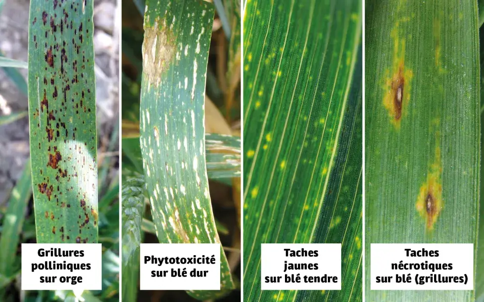 Les taches physiologiques ont des couleurs et des formes très variées, mais elles ne présentent pas de pycnides ou de conidies caractéristiques de maladies fongiques.