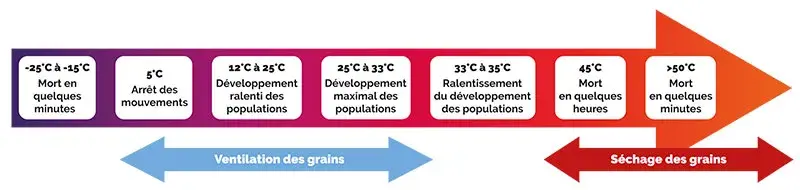 DÉVELOPPEMENT DES INSECTES : un cycle inféodé aux conditions dans le silo