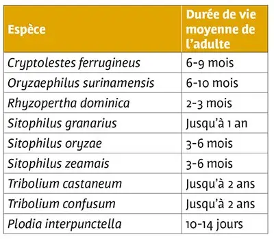 INSECTES DU STOCKAGE : des vies bien courtes