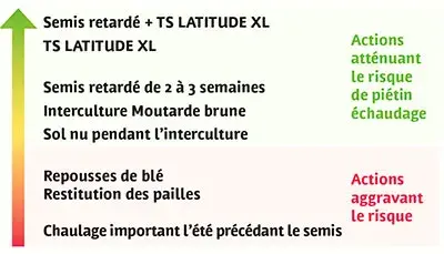 PRÉSENCE DU PIÉTIN-ÉCHAUDAGE : éviter de chauler avant une céréale