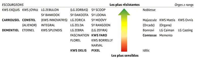 Résistance variétale des orges d’hiver à la ramulariose.