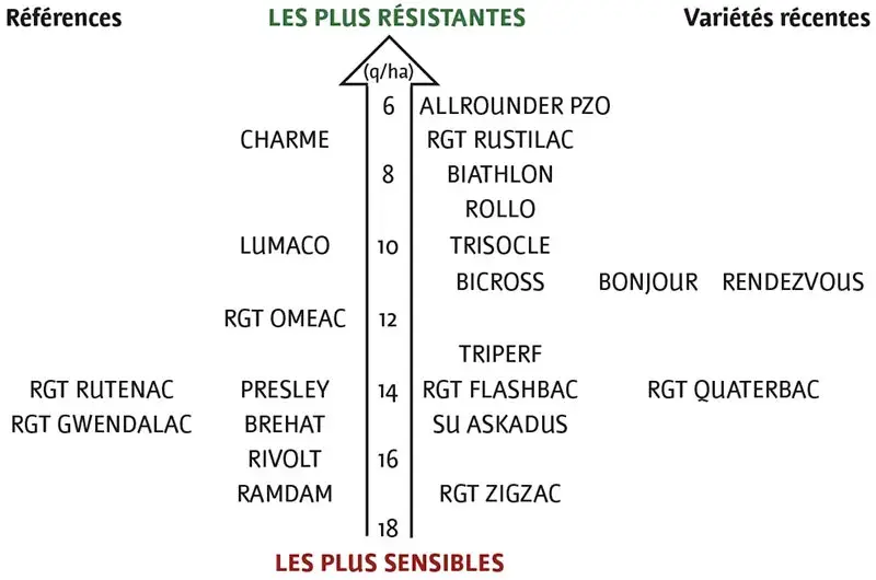 Pertes de rendement des variétés de triticale en l’absence de traitement fongicide. À gauche, les références ; à droite, les variétés récentes. Source : essais pluriannuels de post-inscription (Arvalis et ses partenaires) et d’inscription (CTPS/GEVES).