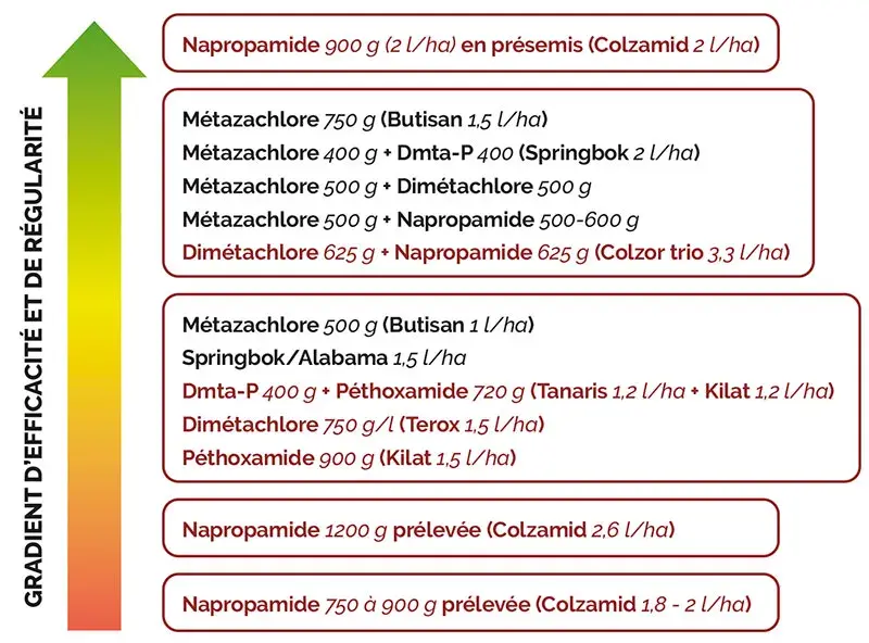 Programmes herbicides : comment contrôler précocement les graminées