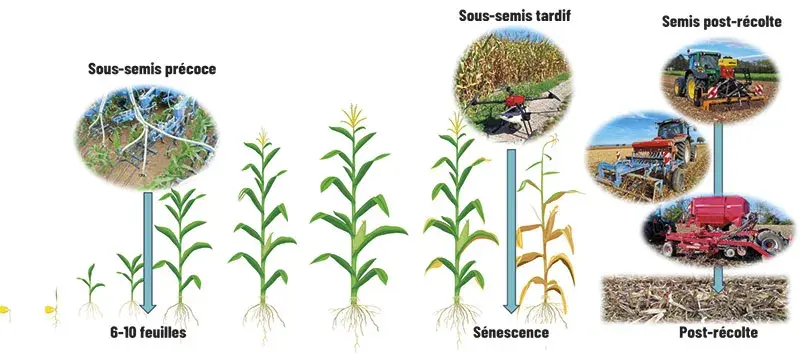 Les trois techniques d’implantation possibles d’un couvert entre deux maïs