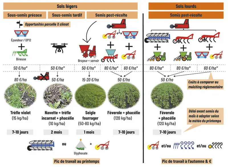 Arbre de décision d’implantation des couverts entre deux cultures de maïs grain en fonction du type de sol