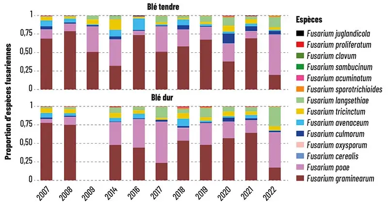 Évolution de la distribution des espèces fusariennes responsables de la fusariose de l’épi sur blé tendre (en haut) et blé dur (en bas)