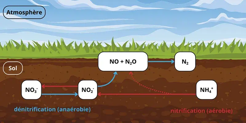 Représentation schématique des principaux mécanismes microbiens impliqués dans les émissions de N2O par les sols