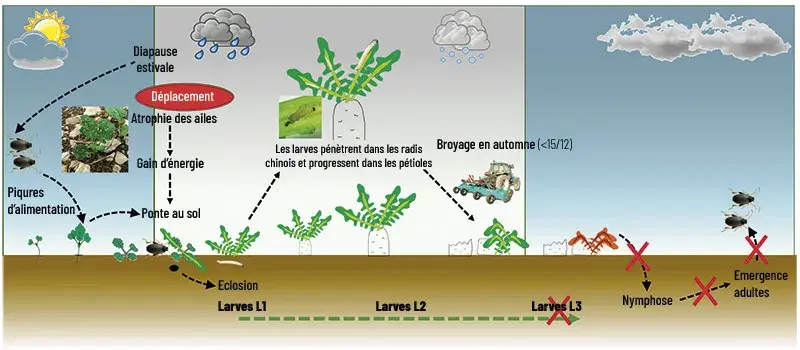 Illustration du concept des «&nbsp;Intercultures Pièges&nbsp;Pilotées&nbsp;»