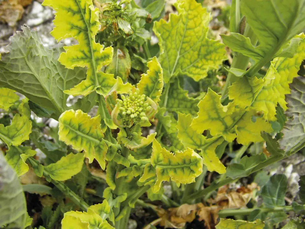 Selon le type de sol et la sensibilité de la culture, un apport  de soufre est peut-être à prévoir