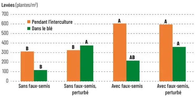 Levées de ray-grass pendant l’interculture et dans la culture suivante en fonction de la gestion de l’interculture et du semis
