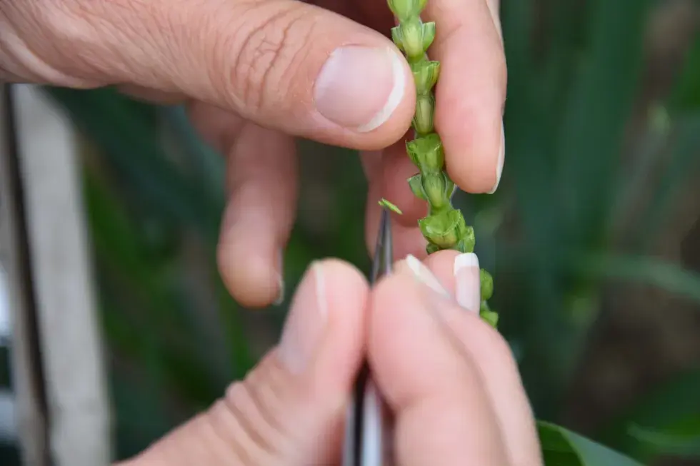 Le croisement manuel consiste à castrer les épillets de la variété choisie comme femelle, puis à le polliniser avec le pollen de la variété choisie comme mâle.
