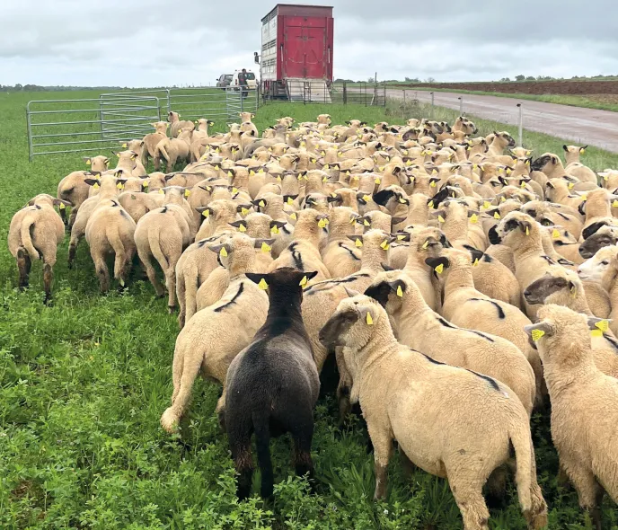 Se diversifier sans trébucher