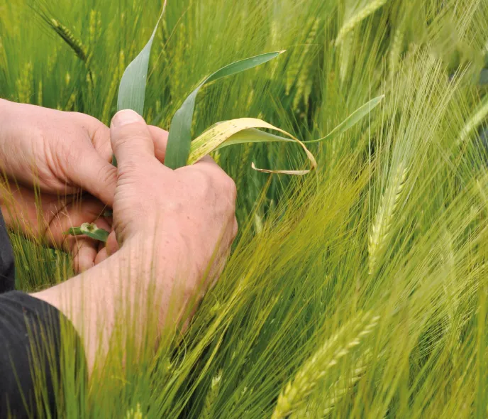 maladies foliaires résistances