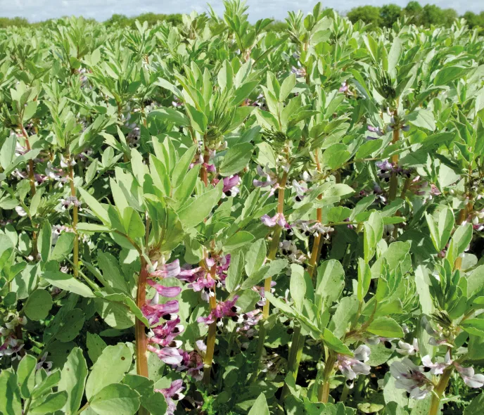 Légumineuses à graines : un atout pour les assolements