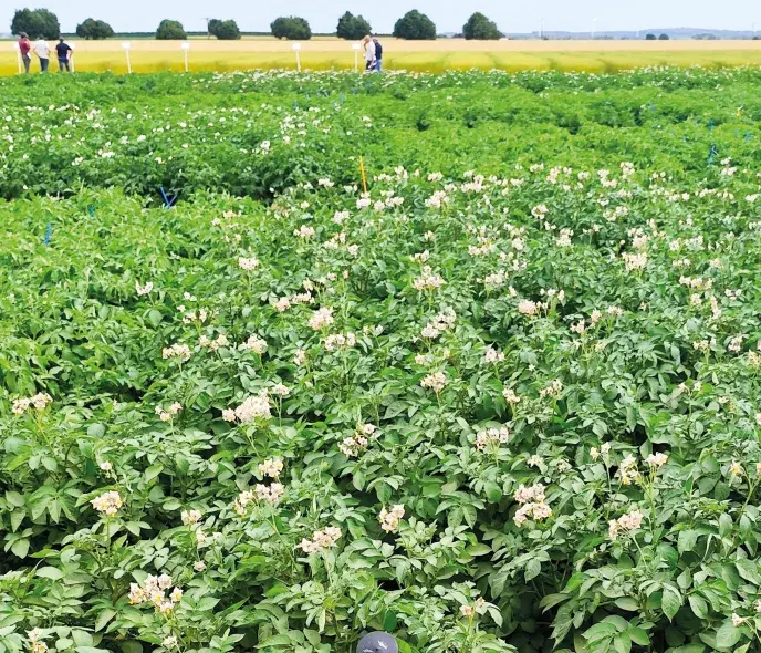 Pomme de terre : des leviers pour garantir sa production