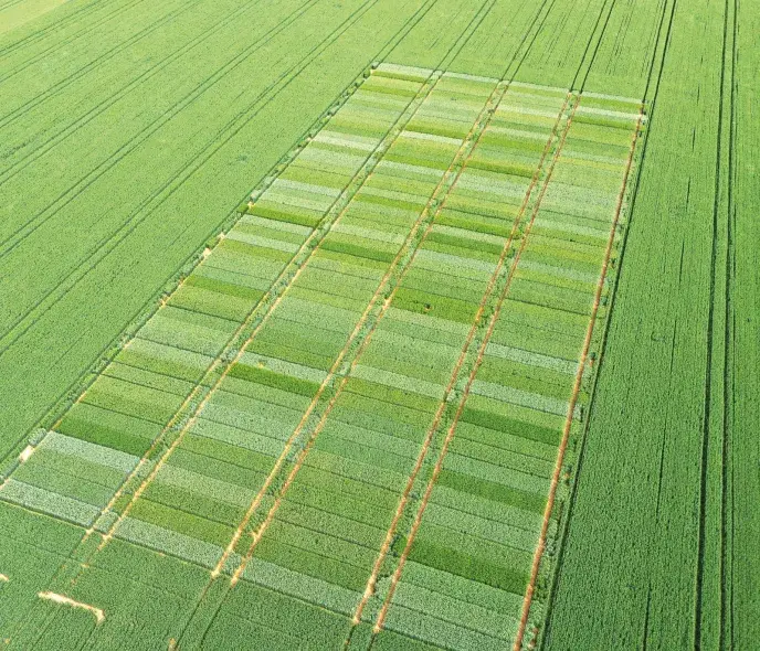 Blé tendre : les meilleures variétés pour la prochaine campagne