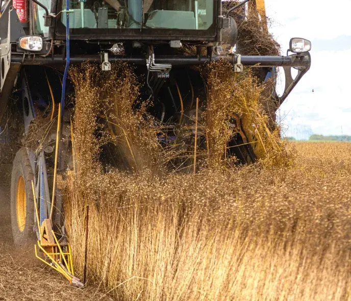Lin fibre : les innovations pour optimiser la production