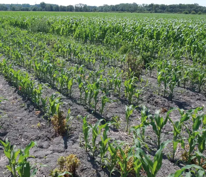 Alternatives au glyphosate : des solutions sous conditions