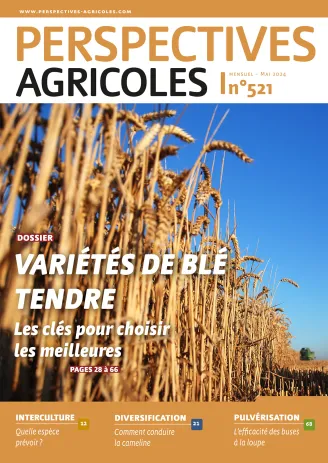 Variétés de blé tendre : les clés pour choisir les meilleures 