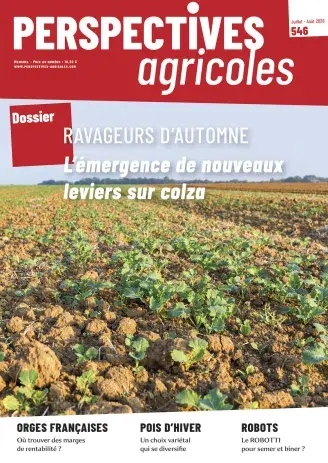 Ravageurs d’automne : l’émergence de nouveaux leviers sur colza